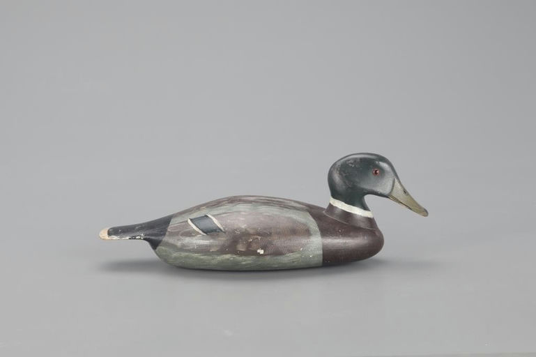 Harvey Stevens – Rare Mallard Drake – 2021
