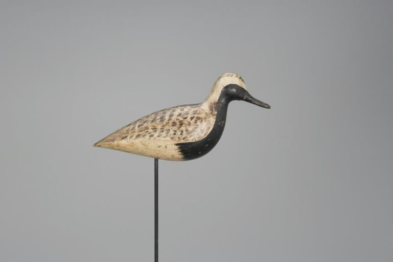 Harry V. Shourds – Black-Bellied Plover in Breeding Plumage – 2018