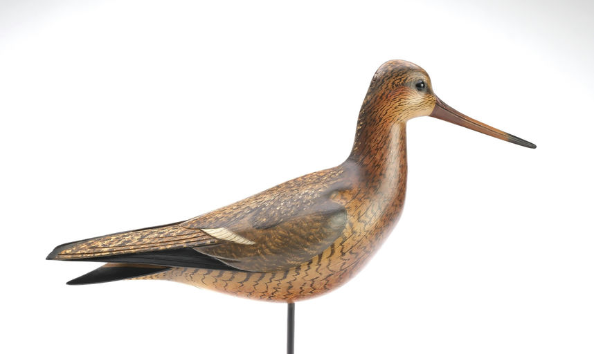 Bill Gibian – Black Tailed Godwit – 2025