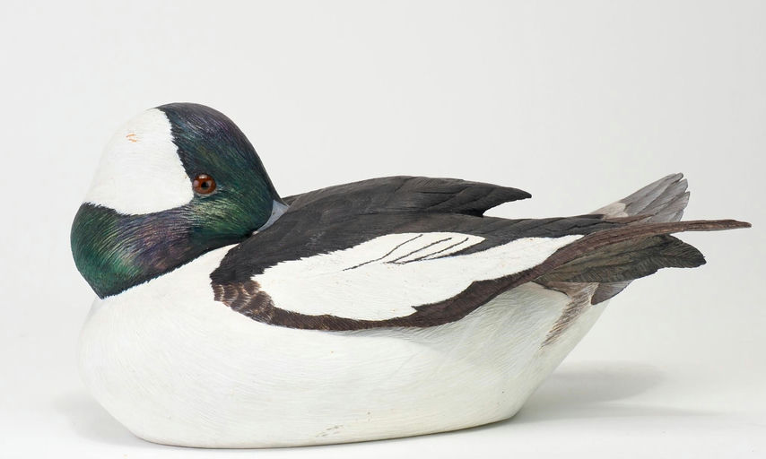 Len Carnaghi — Preening Bufflehead Drake