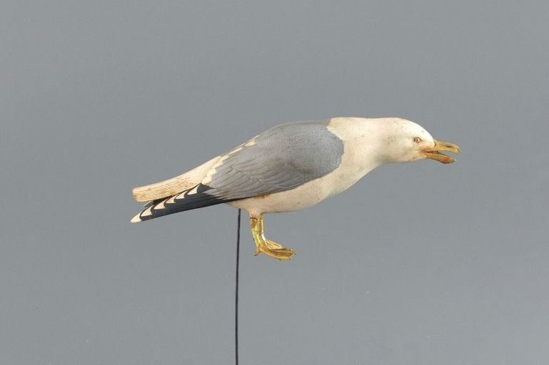 David W. Martinez – Calling Gull – 2025