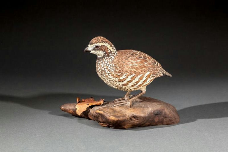 Jack Franco – Bobwhite Quail – 2015