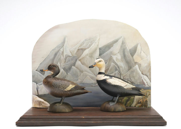 Bill Gibian – Pair of Labrador Ducks – 2025