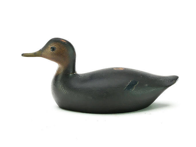 George Boyd – Black Duck – 2025