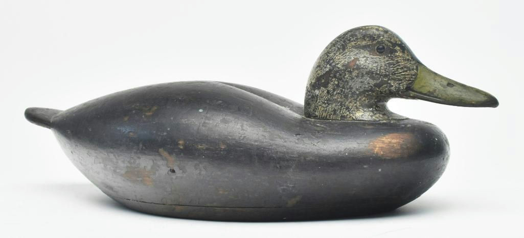 Benjamin Holmes – Black Duck – 2023