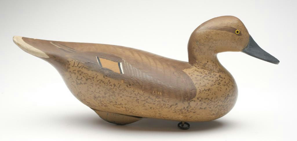 R. Madison Mitchell – Pintail Hen – 2023