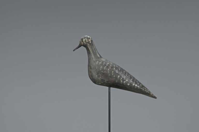Jonas Sprague – Exceedingly Rare Black-bellied Plover – 2019