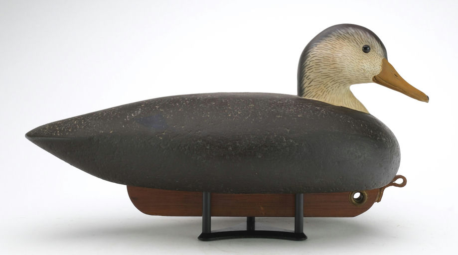 Tom Matus – Black Duck – 2024