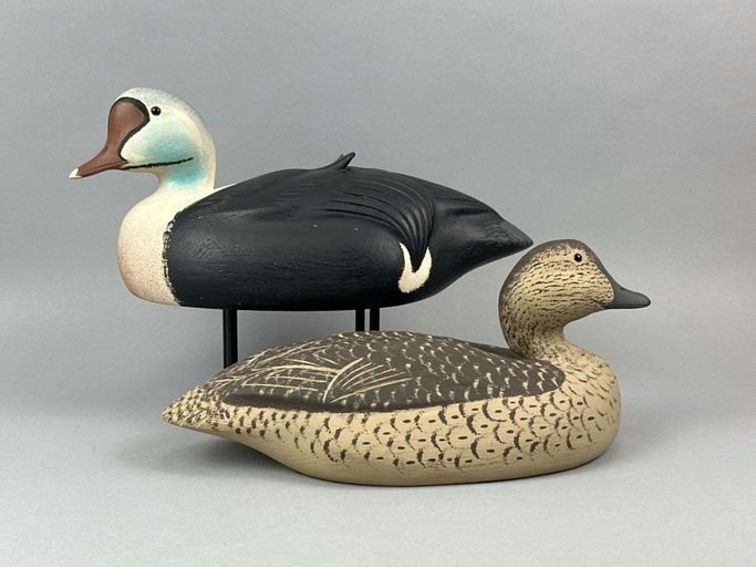 David Simandl – King Eider – 2026