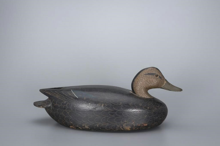 John McLoughlin – Black Duck – 2017