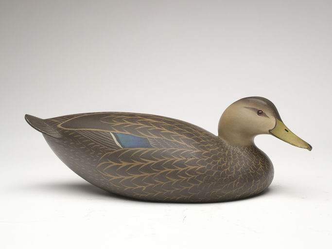 Oliver Lawson – Black Duck – 2023