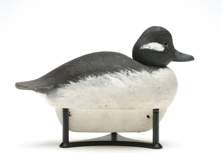 Cigar Daisey – Bufflehead – 2026