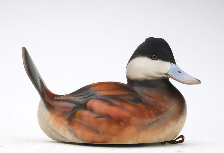 Sean Sutton – Ruddy Duck – 2024