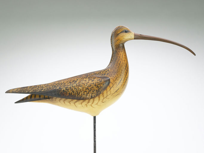 Bill Gibian – Curlew – 2025