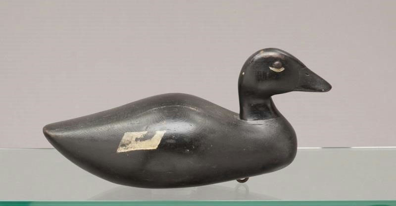 Gordon Mann – White-winged Scoter – 2011