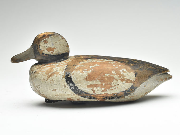 Eli Doughty – Bufflehead – 2023