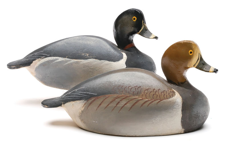 Ward Brothers – Pair of 1/3 size ringnecks – 2026