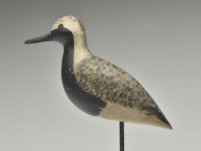 Harry V. Shourds – Black Bellied Plover – 2023
