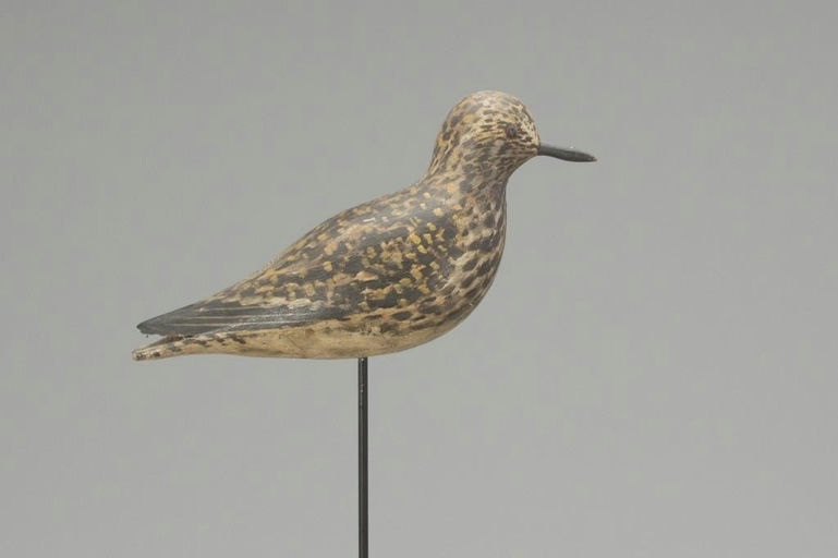 Elmer Crowell – Golden Plover in Winter Plumage – 2018