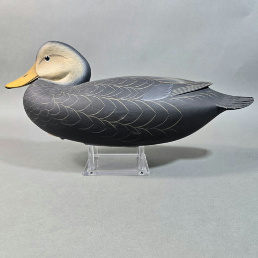 George Strunk – Black duck – 2026