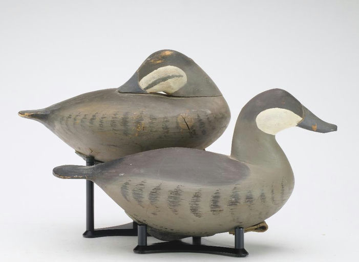 Pete Peterson – Pair of Ruddy Duck – 2024