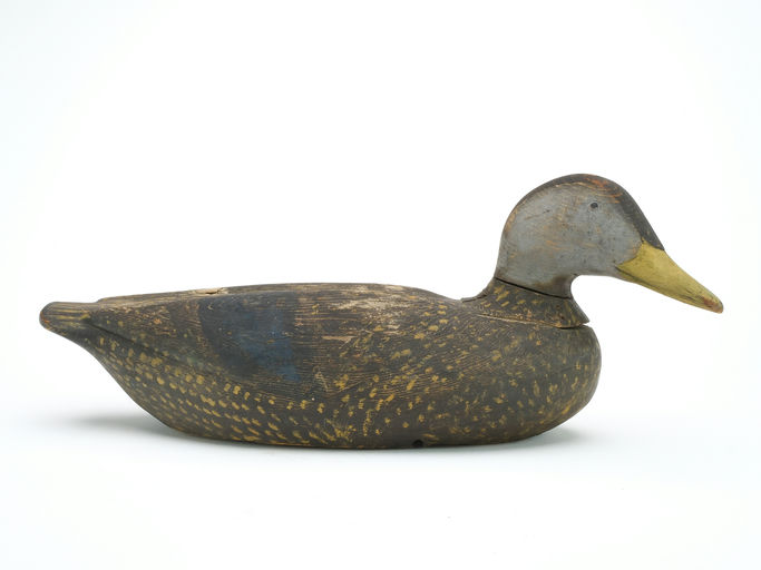 Gus Wilson – Black Duck – 2024
