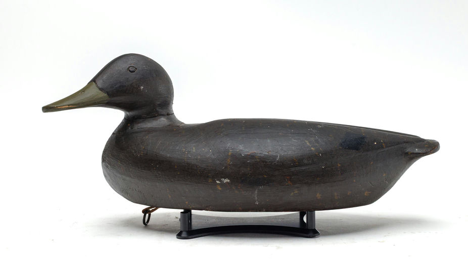 Gus Wilson – Black duck – 2026