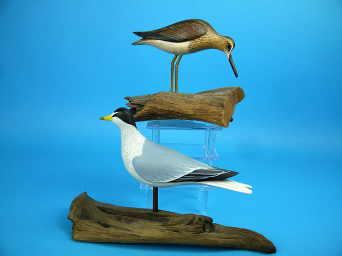 David Rhodes – Least Tern/Least Sandpiper – 2026