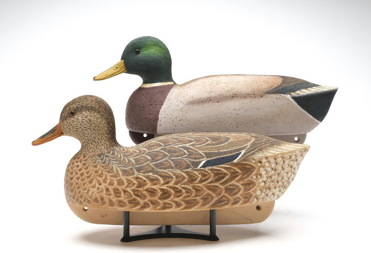 Cigar Daisey – Mallard – 2026