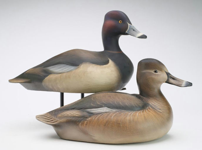Sean Sutton – Pair of Ringneck – 2024
