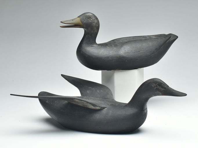 Gus Wilson – Pair of Black Duck – 2023