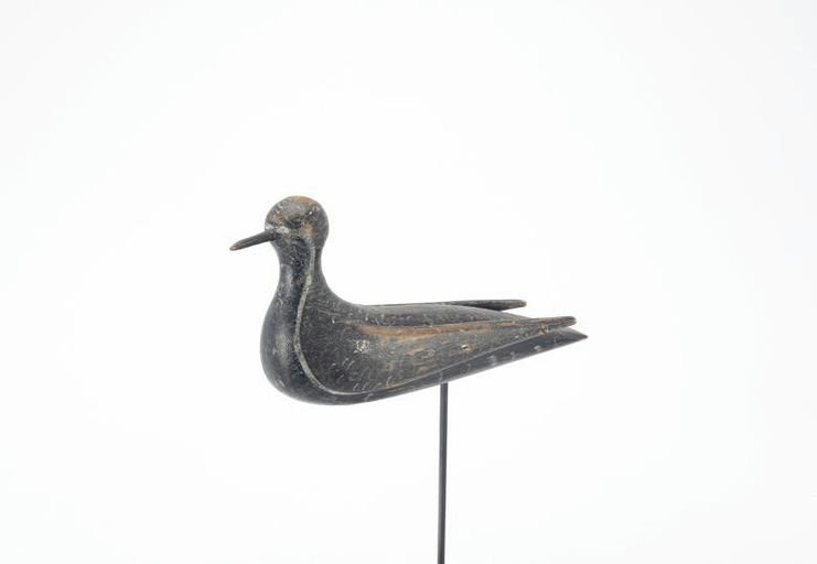 Mr. Webster – O'brien Webster Raised-wing Golden Plover – 2021