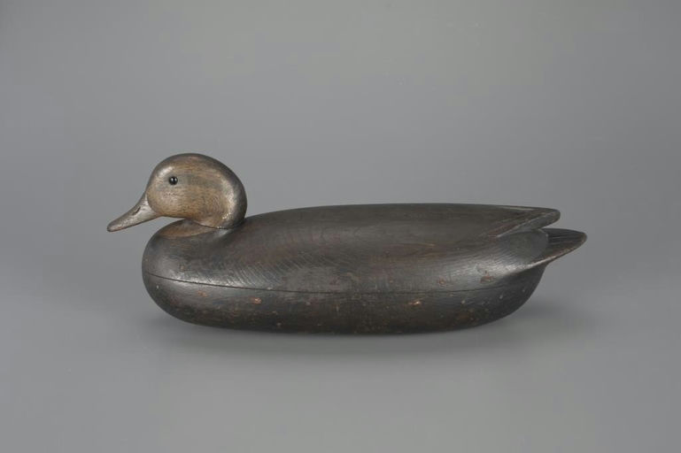John English – Rare Wigeon Hen – 2024