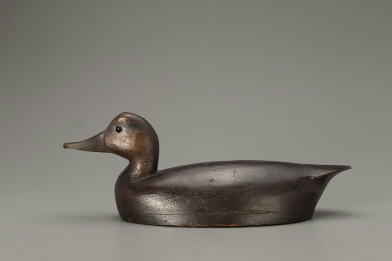 William Clarke – Black Duck – 2018