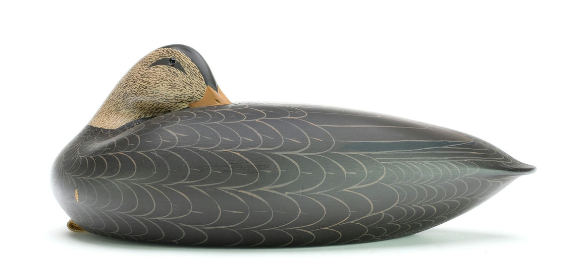 Keith Mueller – Sleeping Black Duck – 2025