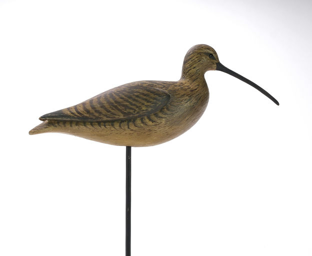 Cameron McIntyre – Curlew – 2024
