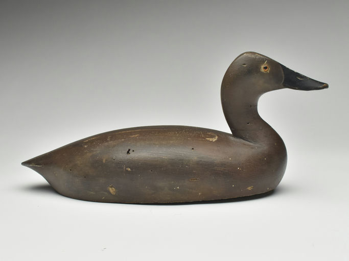 Thomas Chambers – Canvasback Hen – 2023