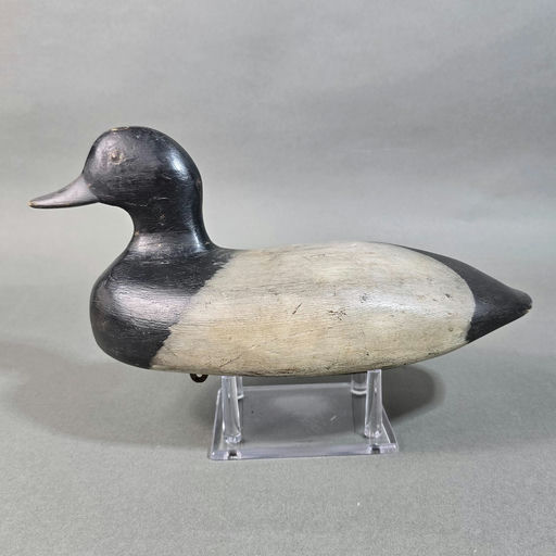 George Proctor – Scaup – 2026
