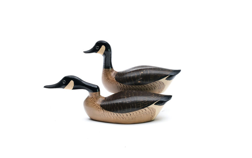 George Boyd – Canada Goose – 2025