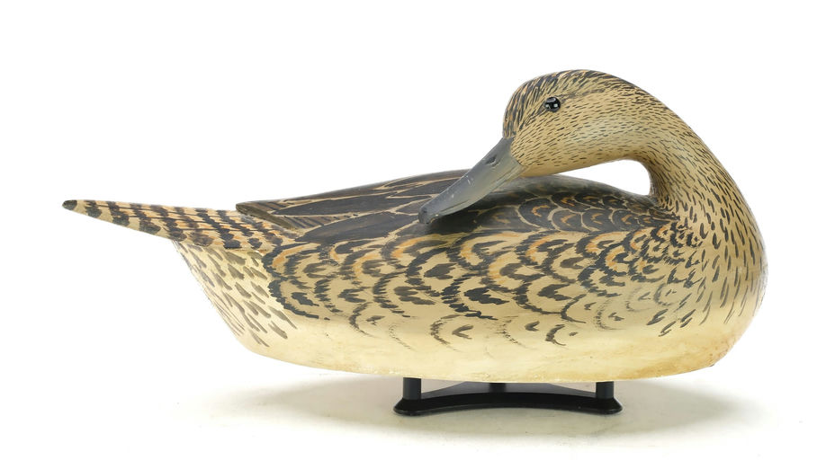 Grayson Chesser – Preening Pintail Hen – 2025