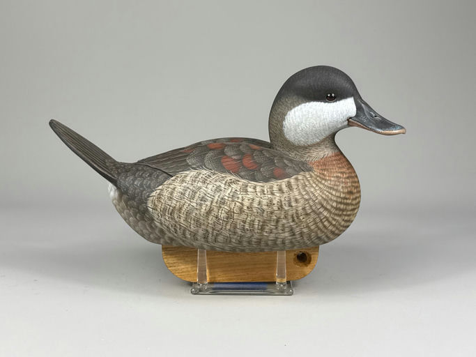 Jack Cox – Ruddy Duck – 2026