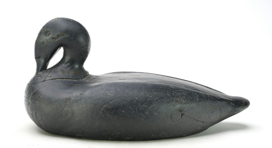 Gus Wilson – Preening Scoter – 2025