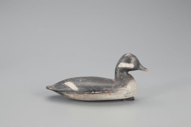 Harry V. Shourds – Early Bufflehead Hen – 2022