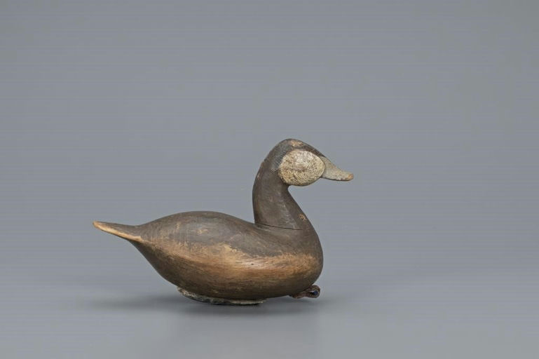 Cameron McIntyre – Ruddy Duck – 2019
