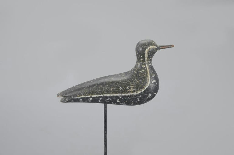 Mr. Webster – Golden Plover – 2023