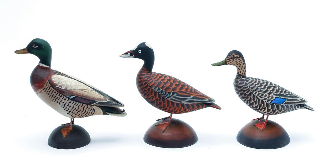 James Lapham – Surf Scoter – 2026
