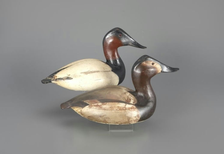 Ward Brothers – High-Head Canvasback Pair – 2024