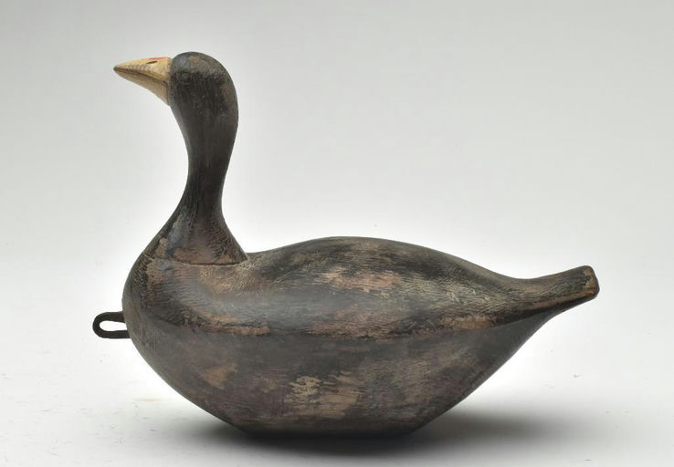 Reggie Birch – Coot – 2023