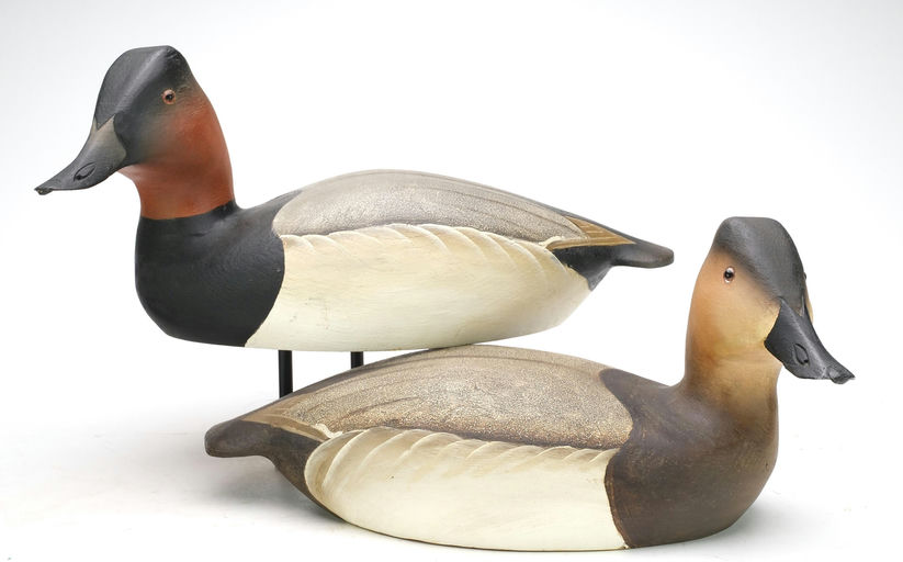 Ward Brothers – Pair of canvasbacks – 2024