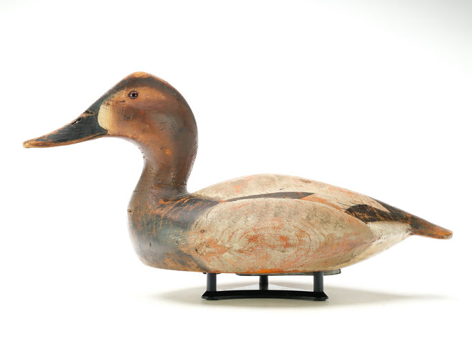 Ward Brothers – Canvasback – 2025